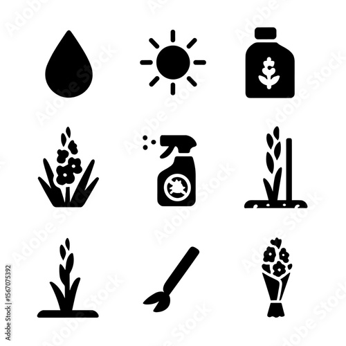 Gladiolus Care Icons. Solid, filled icon set of gladiolus floral care: water drop, sunlight icon, fertilizer bottle, mulch layer,