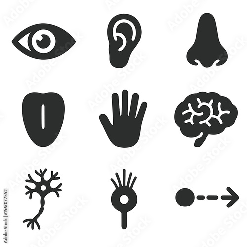 Senses Icon Grid. Solid, filled icons set of how our senses work: eye icon, ear, nose, tongue, hand, brain,