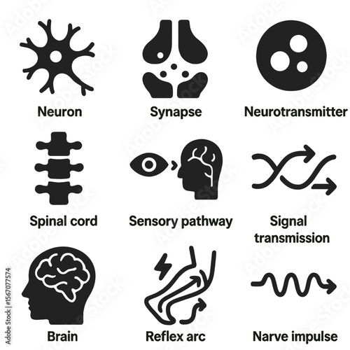 Sensory Nervous System Icons. Solid, filled icons set of sensory nervous system: neuron, synapse,
