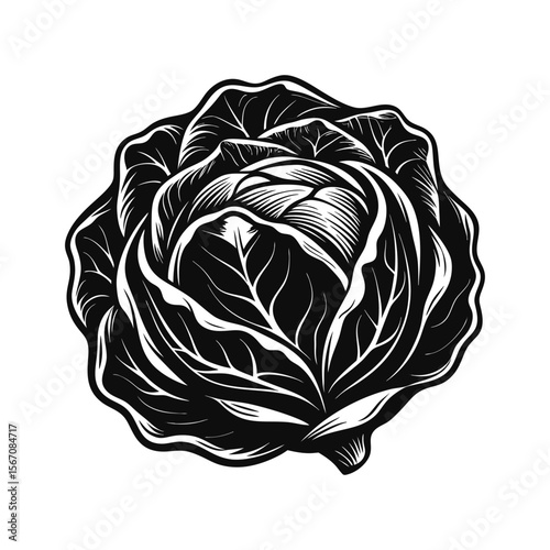 Black and white vector illustration of a whole cabbage vegetable green