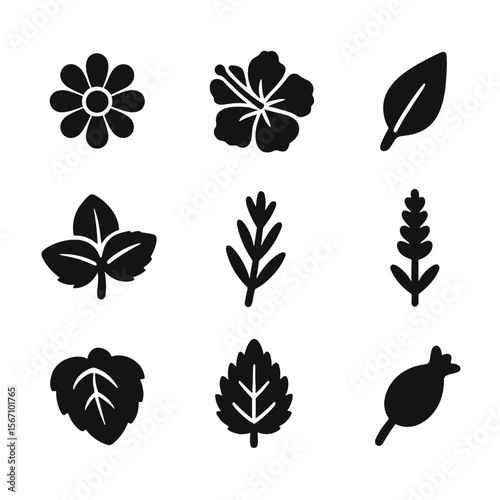 Traditional Herbal Tea Icons. Solid, filled icon set of traditional herbal teas: chamomile flower, hibiscus bloom, rooibos leaf,