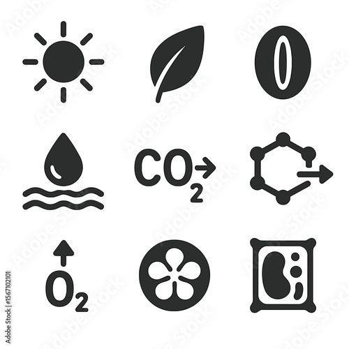 Photosynthesis Process Icons. Solid, filled icons set of photosynthesis process steps: light beam, leaf
