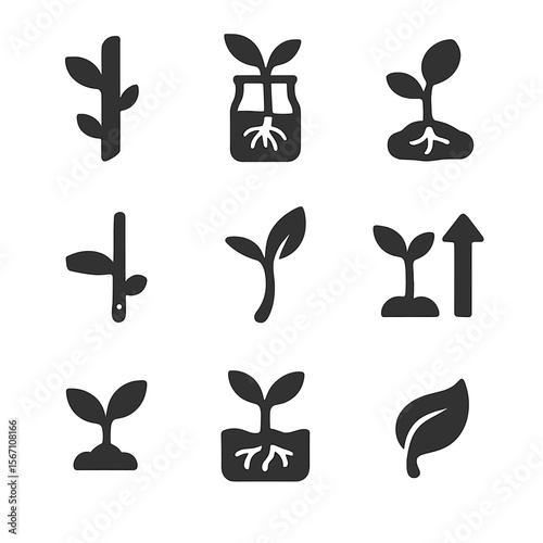 Tropical Plant Growth Icons. Solid, filled icons set of tropical plant propagation and growth: stem cutting,