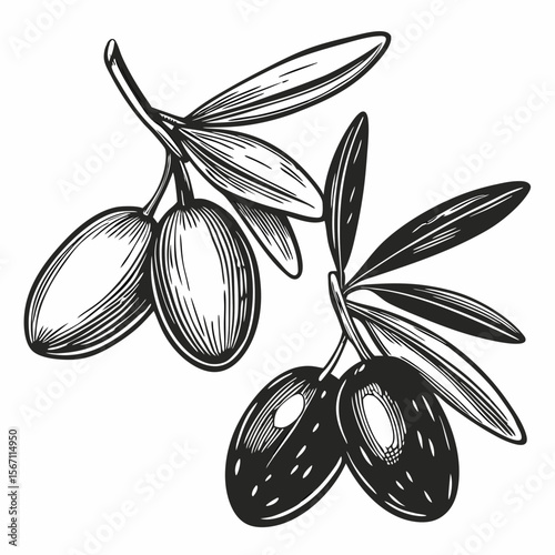 Green-vs-black olives comparison showcases two olive branches, contrasting ripe black fruit with fresh green fruit. Green-vs-black olives comparison displays leaves and fruits,