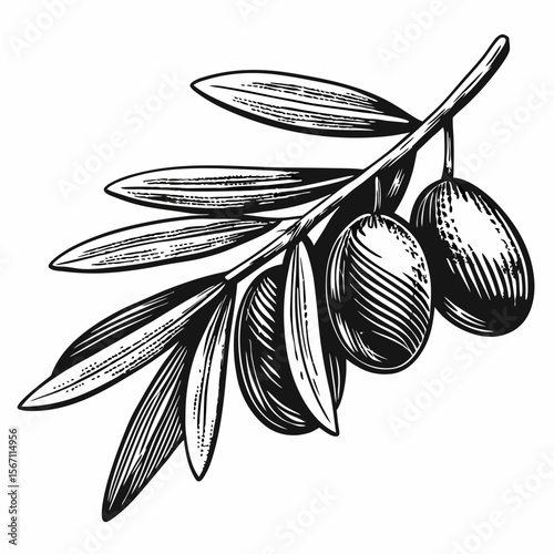 Green versus black olives comparison showing detail branch with olives. Green versus black olives comparison, artistic interpretation on isolated white backdrop.