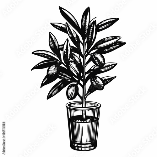 Olive twig in glass vase presented in elegant sketch. Olive twig shows leaves, fruits, and glass vase, displayed with classic black-and-white style.