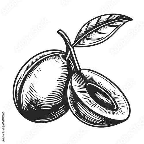 Open olive with pit in monochrome drawing featuring ripe, halved fruit, shown in an vintage illustration. Open olive with pit illustration includes a leaf, rendered in detailed engraving style.