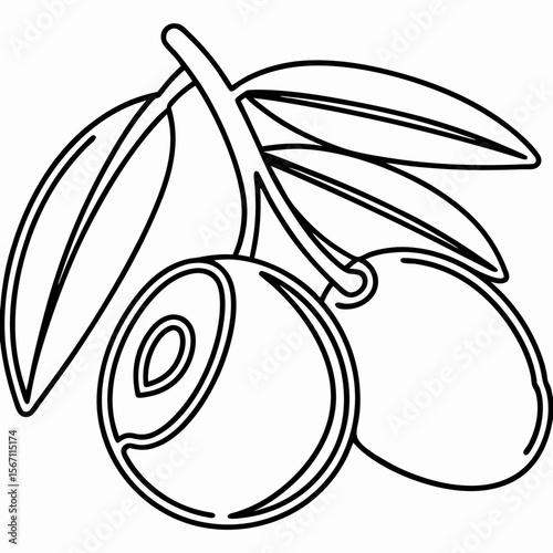 Open olive with pit drawing shows fresh olive fruit, half an olive, and leaves. Olive illustration with open olive with pit drawing is clean and simple.