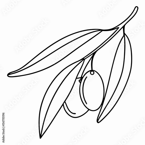 Single olive fruit, a delicate branch with pair of olives, rendered in minimalist line art. Single olive fruit image shows the detailed leaves and contours. Fresh single olive fruit element,