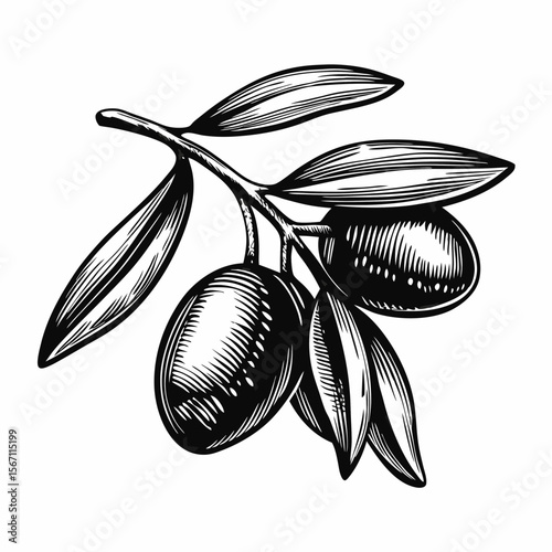 Single olive fruit with leaves on branch. Single olive fruit illustration details organic produce, providing a close-up view. Depicting a single olive fruit on a branch,