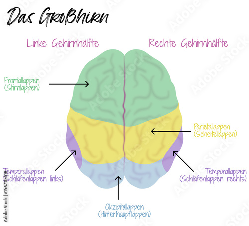Das Großhirn - Areale