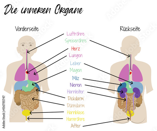 Die inneren Organe - menschliche Organe