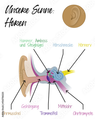 Unsere Sinne - Hören - Ohr