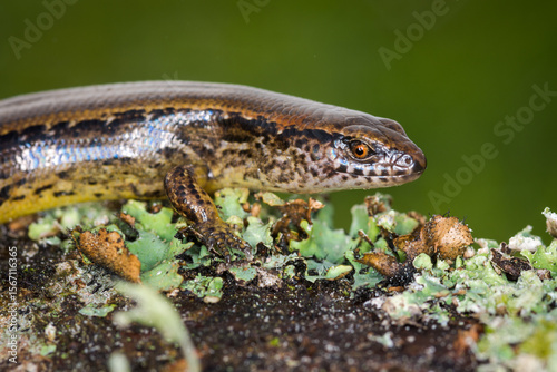 Fotografi New Zealand striped skink resting on colorful flower