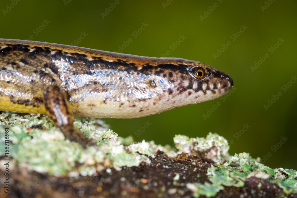 Naklejka premium New Zealand striped skink resting on colorful flower