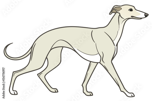 Elegant Whippet Strides Forward A Graceful Canine Illustration of Breed Beauty and Poise Exhibiting Athleticism and Distinct Breed Characteristics