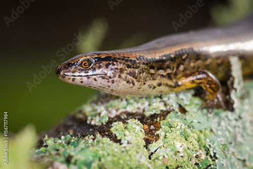 Foto New Zealand striped skink resting on colorful flower