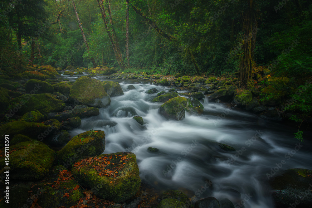 Obraz premium River in the tropical forest