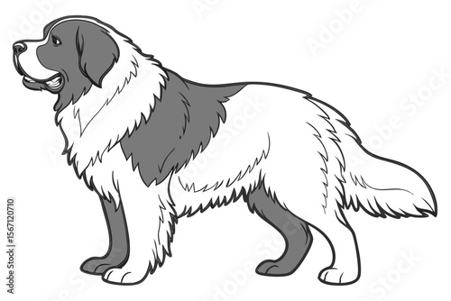 Magnificent Saint Bernard Dog with a Gentle Expression in Black and White, a Study of Fur and Form