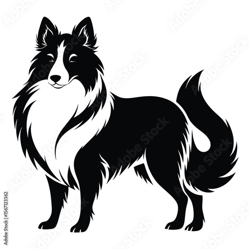 Elegant Border Collie Portrait Striking Black and White Silhouette of a Herding Dog Breed with Flowing Fur and Intelligent Expression