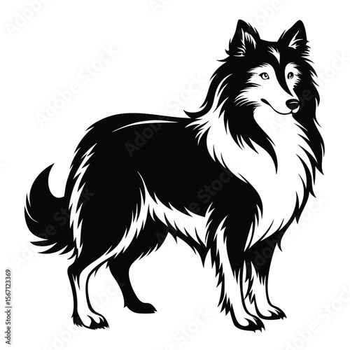 Elegant Collie Illustration Captivating Black and White Design Displaying Breed Characteristics and Graceful Form Perfect for Logos and Designs