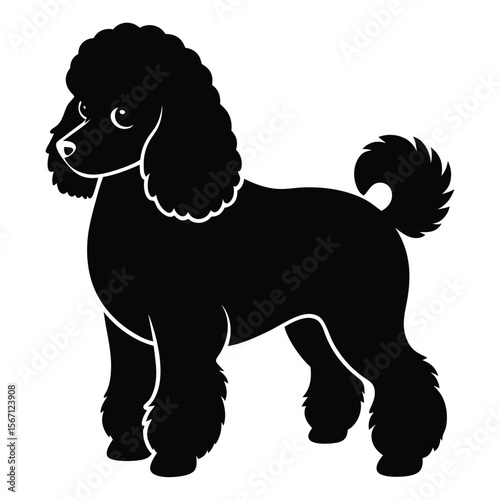 Elegant Silhouette of a Standard Poodle Standing Gracefully with Its Distinctive Curly Coat and Pompom Tail on a White Background