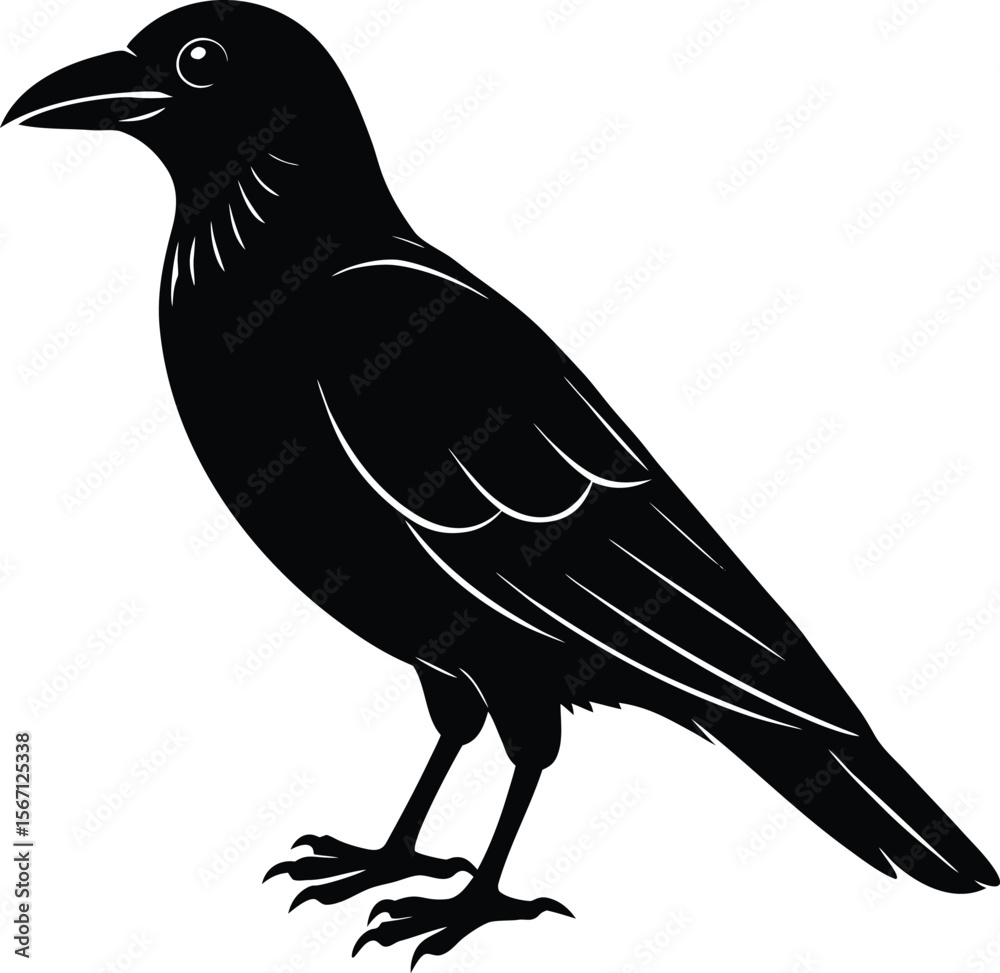 Obraz premium crow on white background.eps