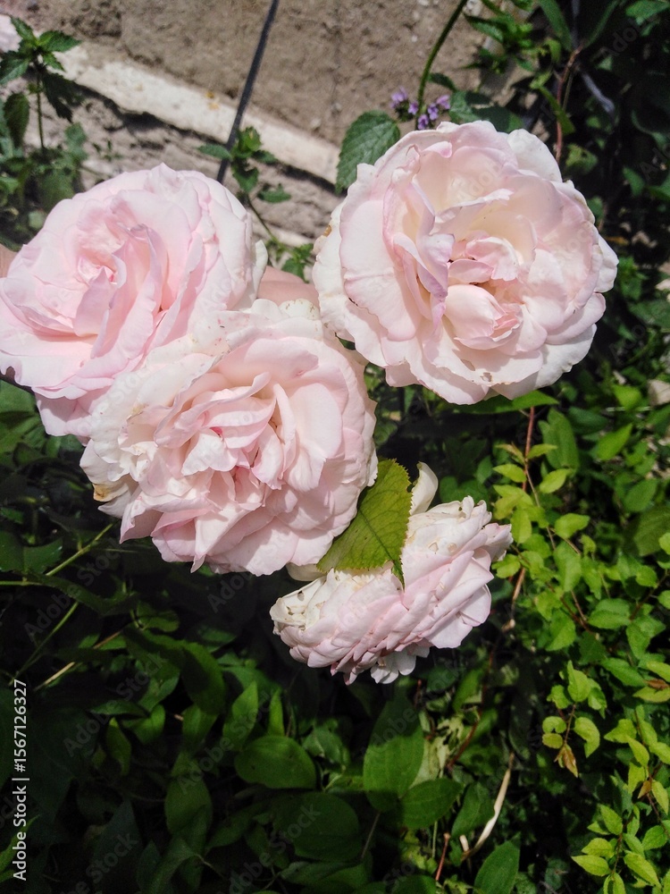 Obraz premium Delicate pink roses in a spring garden.