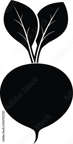 radish on white background.eps