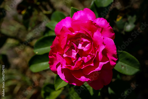 rose