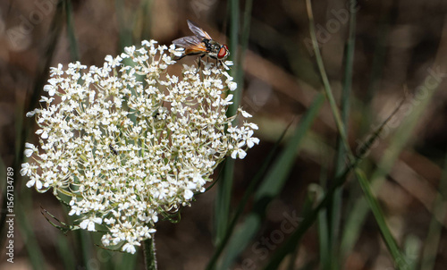 mouche sur une fleur de carotte sauvage