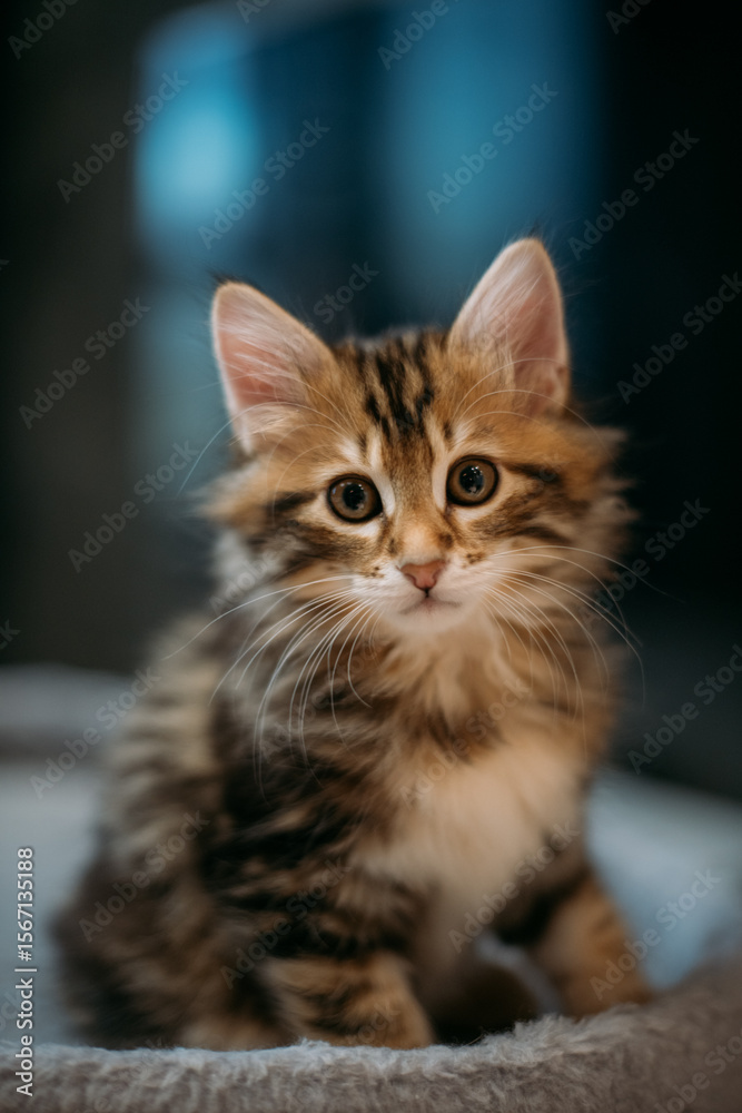 Naklejka premium Portrait of a striped kitten of the Kuril bobtail at home. A small, thoroughbred kitten