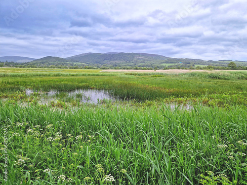 Wet grassland habitat in Dumfries and Galloway, Scotland