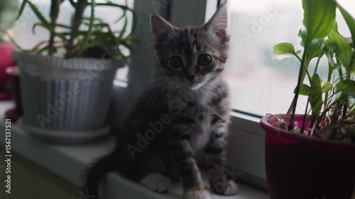 A young tabby is a kitten that examines the window -preflow, surrounded by lush indoor plants, demonstrating natural curiosity and playful study in the room. A cute kitten plays on the windowsill.
