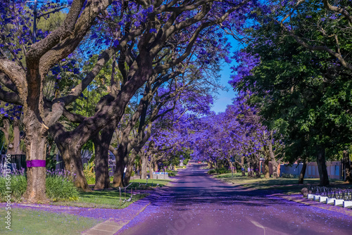 Jacaranda trees in full bloom lined in a pretoria street south africa during spring