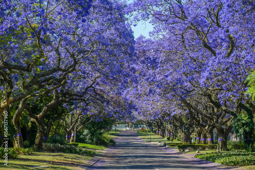 A picturesque street lined with vibrant purple jacaranda trees in full bloom in pretoria south africa