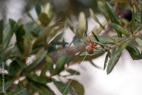 A brown spider sits on a branch with green leaves and a dark olive.