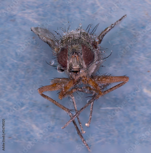 Close-up of a fly covered in water droplets, showcasing intricate details and textures.