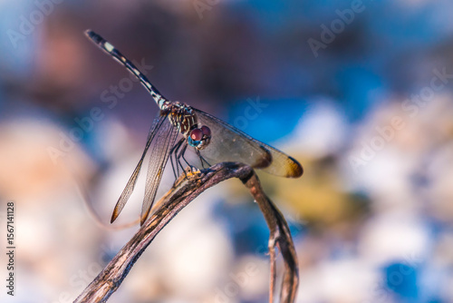 Dragonfly perched on a twig with a blurred background.