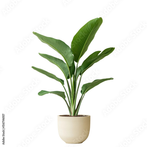 Wallpaper Mural Plant care monstera plant growth in bright living room space isolated on transparent background Torontodigital.ca