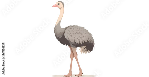 Graceful ostrich illustration stands tall with its long neck and fluffy feathers, presented on a clean white backdrop.