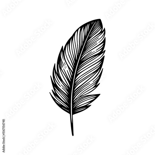 Detailed black and white drawing of a single feather with intricate lines and shading on a white background.