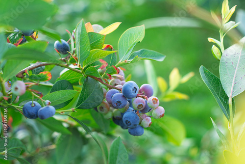 Close-up of ripe blueberries growing on a bush in a green summer garden. Concept organic farming, healthy eating, and the beauty of seasonal fruit.