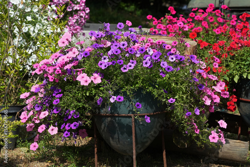 Ampelous petunia a few colors profusely blooming in the large vase in sunny day