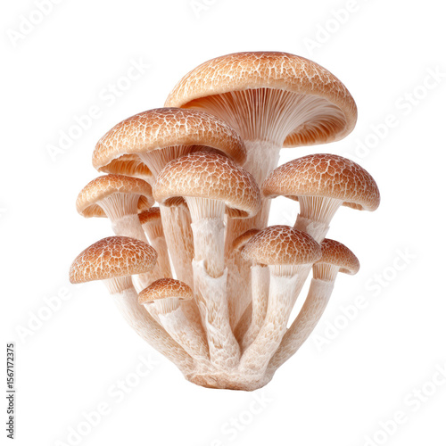A close-up view of a cluster of fresh brown mushrooms, ready for cooking