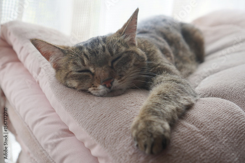 眠るキジトラ