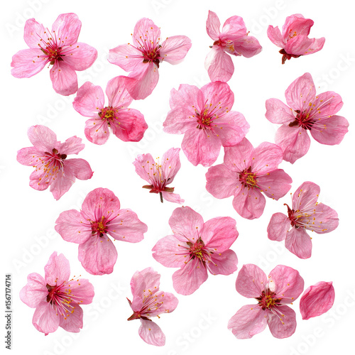 A collection of delicate pink blossoms, their petals unfurling with a gentle grace. Each bloom reveals intricate details, showcasing nature's artistic touch