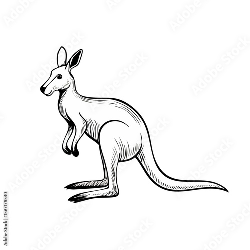 Hand drawn black and white kangaroo animal illustration
