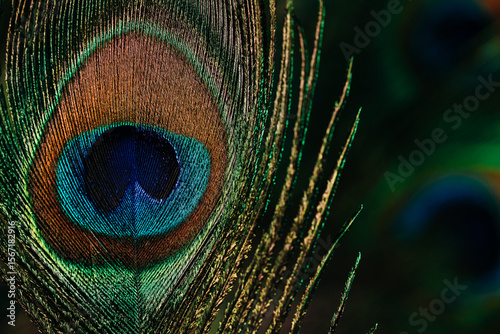 Macro view peacock feather showing detailed eye pattern and fibers.Tropical bird