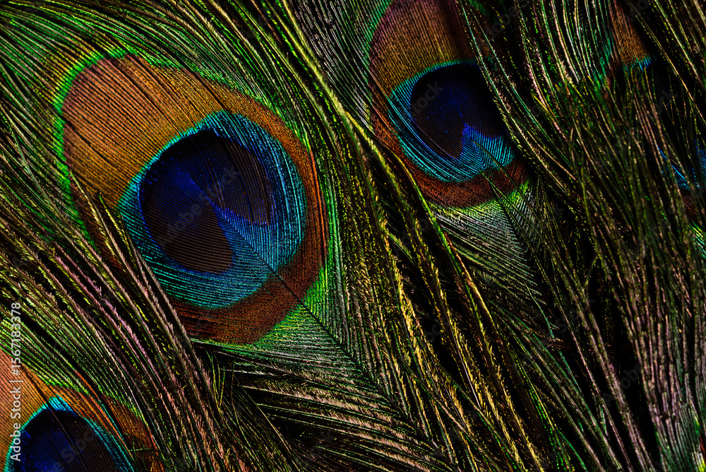 Fototapeta premium Multiple peacock feathers arranged as soft decorative background. Natural exotic